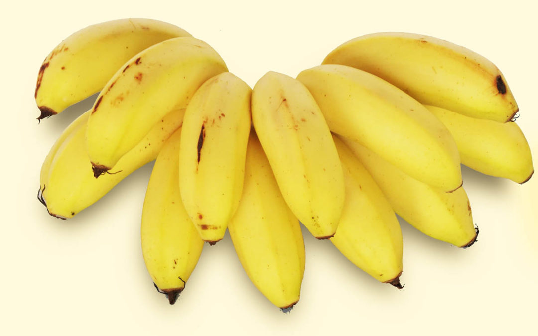 Banana-maçã, conheça os diferentes tipos de banana