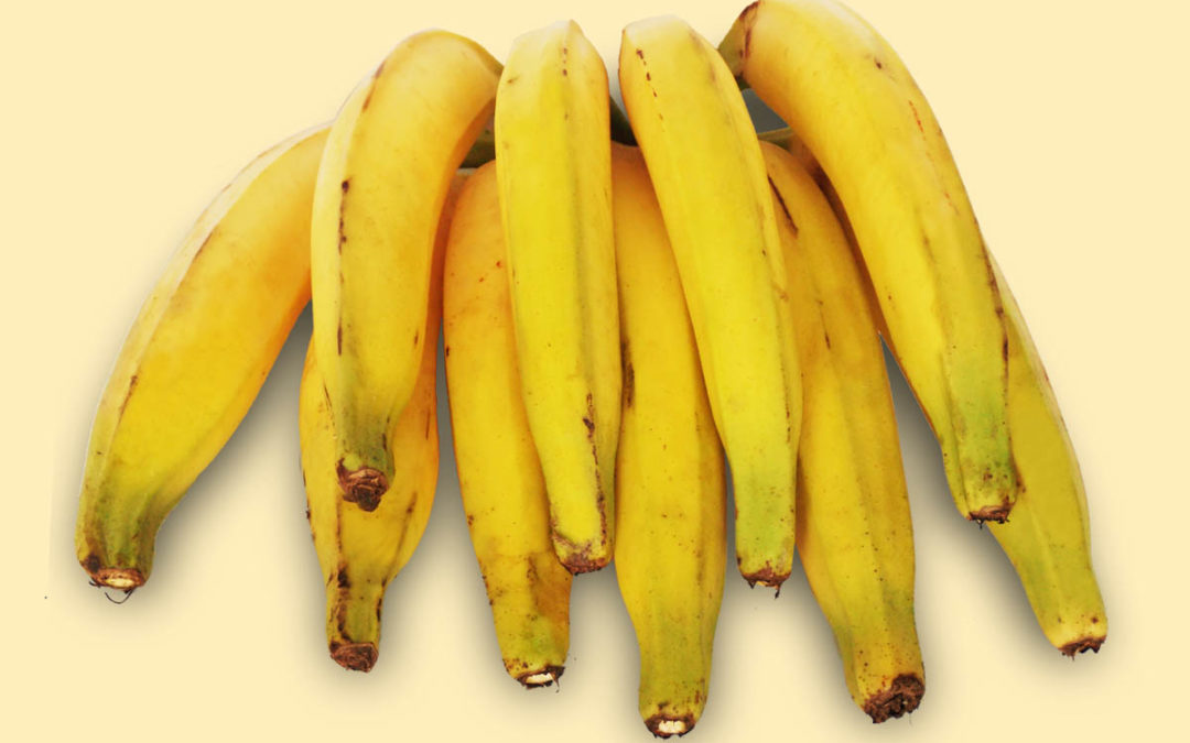 Resultado de imagem para banana da terra